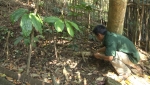 Anh Nguyễn Duy Gấm đang chăm sóc vườn dược liệu giảo cổ lam của mình